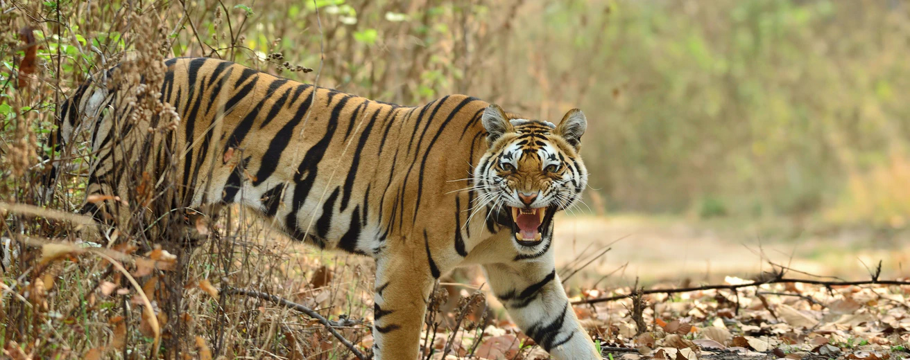 Kanha National Park